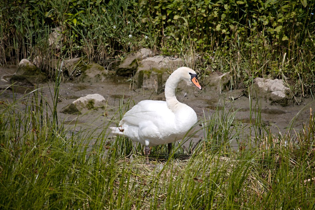 tiengemeten natuur natuurgebied natuurmonumenten hdr schotse hooglanders rien poortvliet museum eiland polder platteland